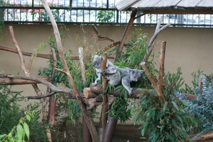 Two Koala's